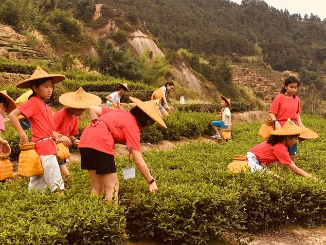學生在華安土樓群學習及體驗農民採茶生活